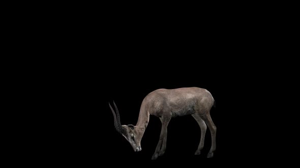 Forest Gazelle Eating alt