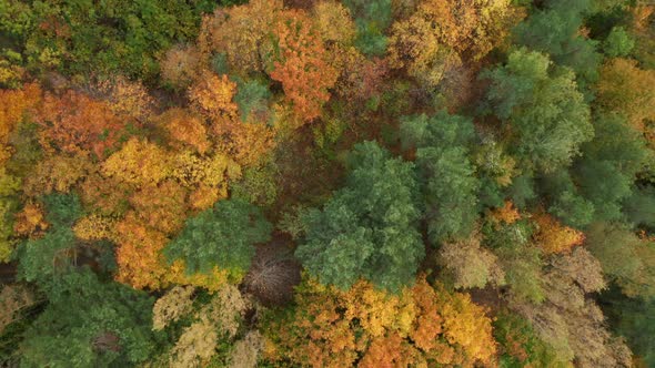AERIAL: Top Down Shot of Autumn Season Trees in Forest