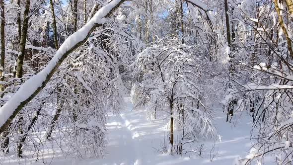 Snowy Winter Forest. Flying Over the Ski Trail in The Middle of The Forest. 