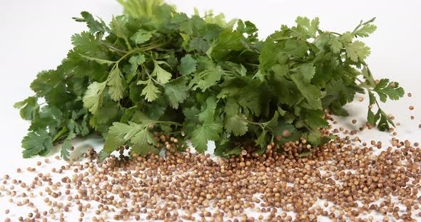 Coriander, coriandrum sativum, Fresh Herbs and seeds against White Background, Slow Motion 4K alt