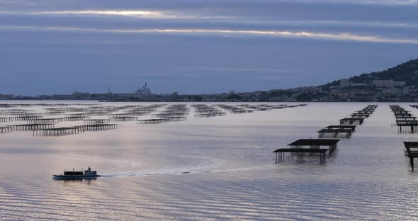 Oyster farming, pond of Thau, Bouzigue, Occitanie, France alt
