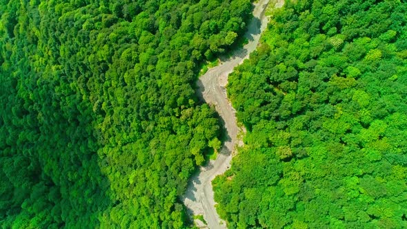 Aerial Drone Forest alt