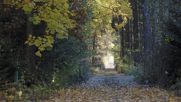 Autumn forest scenery with a road of autumn leaves. Footpath in the scene of autumn forest nature.