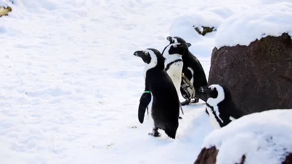 Small funny penguins are standing in the snow. alt