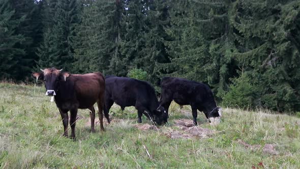 black and white cow grazing on meadow in mountains.
