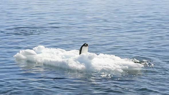 Gentoo Penguins Plaing on the Ice