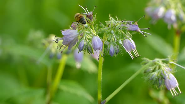 Bees feeding off the pollen of purple bell flowers in the underbrush of a forest. alt
