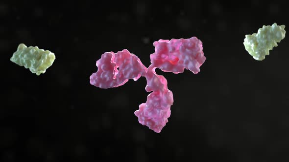 Monoclonal antibody binds to a protein alt