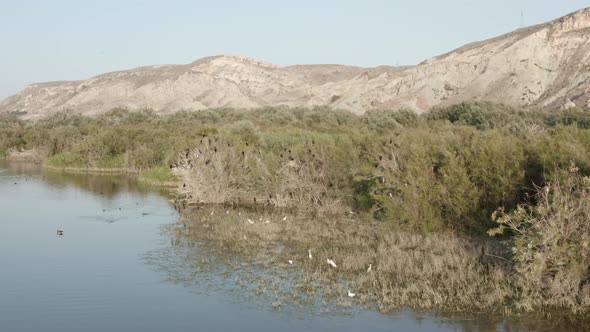 Crowded Breeding Colony of Cormorants