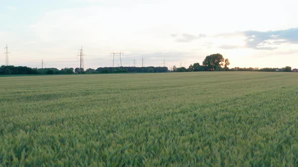 Wheat In A Field