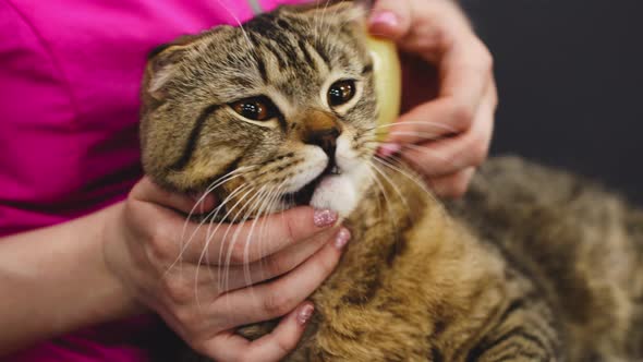 Combing a Cat in the Grooming Salon alt