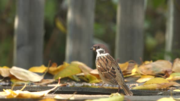 Sparrow among Yellow Leaves