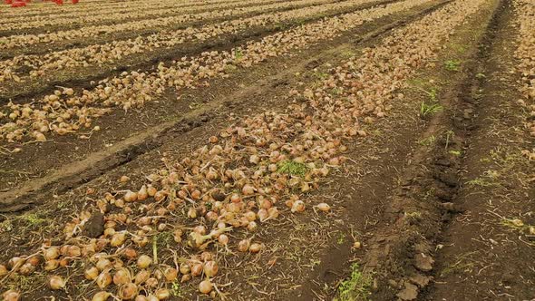 Agricultural Industry alt