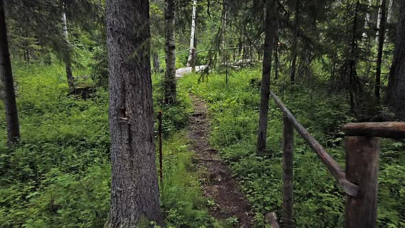 Aerial View on Forest in the Summer, Drone Shot Flying Over Tree Tops, Nature Background