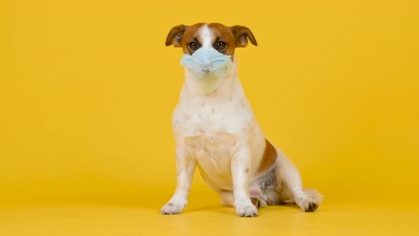 Cute dog in a medical mask on his face on a yellow background.