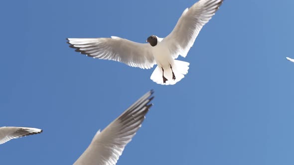 4K - Close-up of seagulls in the sky. Slow-mo alt