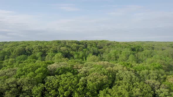 Green Tree Tops In Forest Under Blue  Cloudy Sky Aerial alt