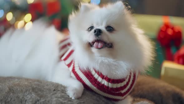 cute little white pomeranian dog wear sweater winter clothsit relax casual tonge out