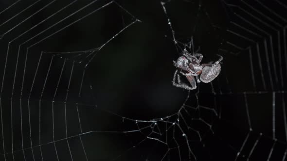 Spider Hunt on Web at Night alt