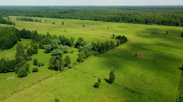 Aerial birdseye view of distant group with wild bison's and horses (Konik Polski) grazing in green p alt