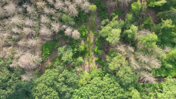 Aerial Bird View Flying Up Over Beautiful Temperate Coniferous Forest Moving Over Top of Trees alt