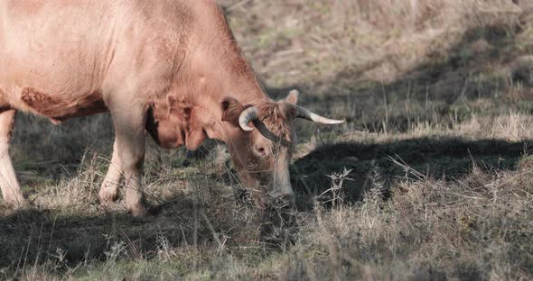 Alentejana Cow Grazing Grass In The Field In Portalegre, Alentejo, Portugal