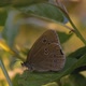 Butterfly Sits in the Grass - VideoHive Item for Sale