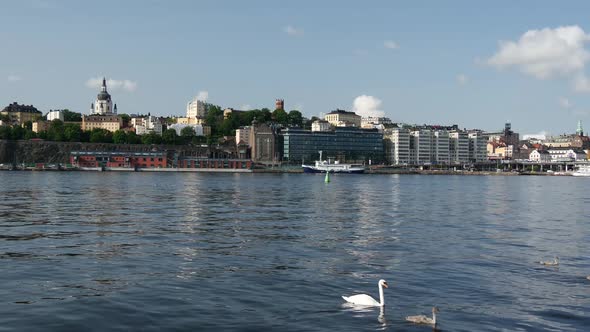 Swan with young ones and södermalm  alt