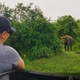 4K Woman on safari looking at wild elephant forage food in the jungle - VideoHive Item for Sale