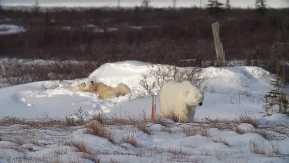 Polar bears cubs playing in snow after waking up from a nap, Stock Footage