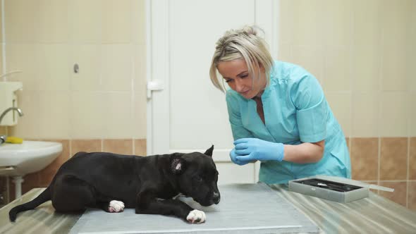 Inspection of the Staffordshire Terrier in a Veterinary Clinic After Ear Trimming Surgery. alt