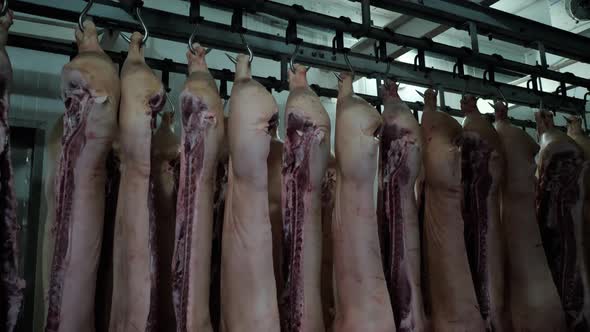 Pig Carcasses Hang on Hooks in the Refrigerator Warehouse Slaughterhouse alt