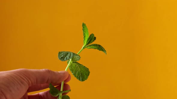 A Branch of Fresh Green Mint in a Hand of a Man Against a Yellow Background