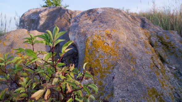 Quartz Sandstone Rocks with Young Wood Between at Evening Summer Sunset alt