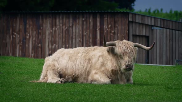 Highland Cow On Windy Day alt
