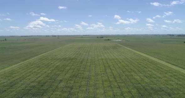 Flight over green agricultural corn field. Beautiful landscape of a corn field. Top view to the gree alt