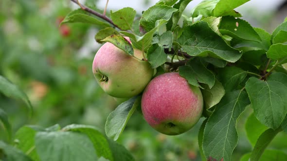 Ripe Red Apples on a Branch in August
