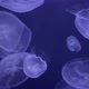 Medusa Jellyfish Unwerwater