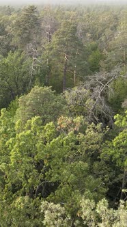 Green Forest on a Summer Day alt