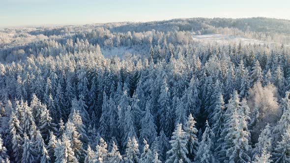 High Flying Camera Tilt Up Over Large Frozen Wood Landscape in the Cold Winter