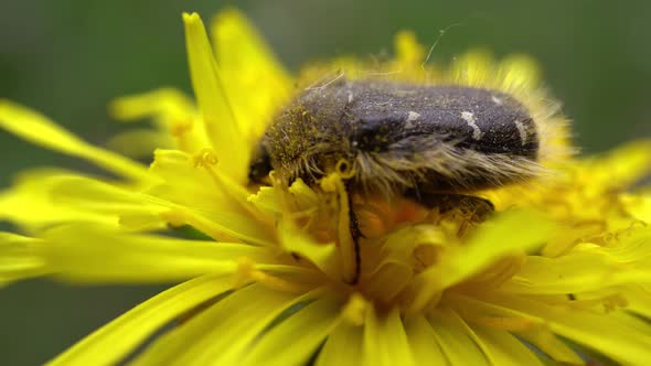Beetle Gathers Pollen On Yellow Dandelion alt