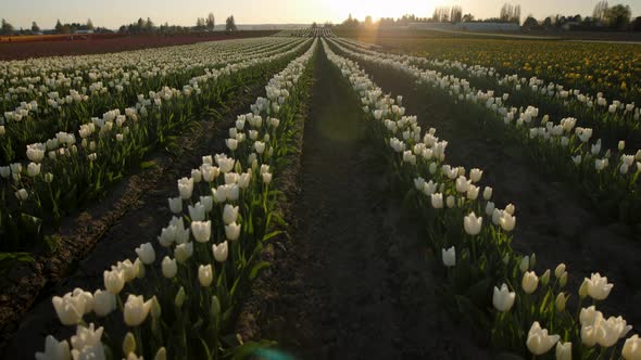 Tiling up from the ground to reveal a field full of white tulips in the sunset alt