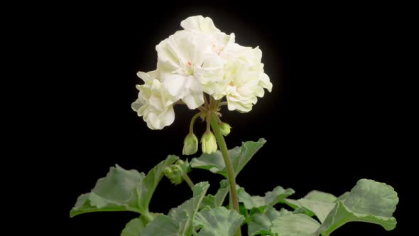 Time Lapse of Opening White Geranium ( Pelargonium ) Flower alt