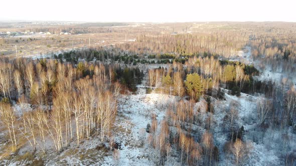 Winter Forest