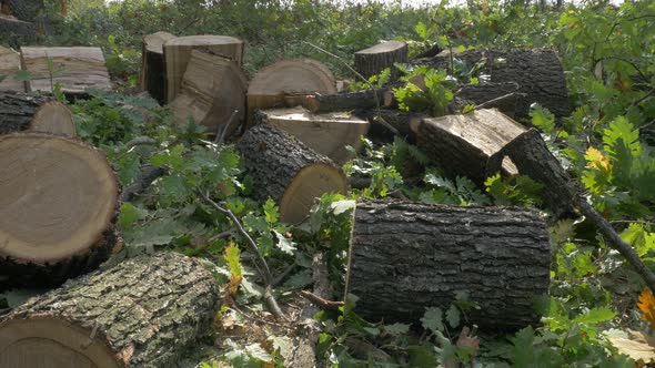 Log wood pieces in the forest 4K 2160p UHD video - Tree logs laying on the ground 4K 3840X2160 tilt  alt