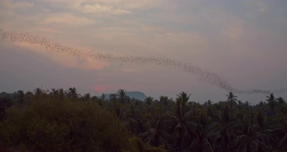 Steady Shot Of Enormous Colony Of Bats Flying In A Wave Formation Over Cambodian Jungle During Sunse alt