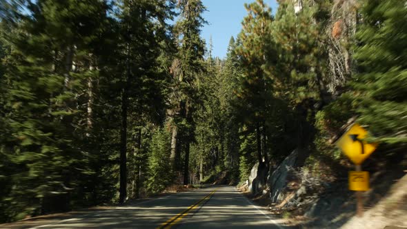 Driving Auto in Sequoia Forest Perspective View From Car