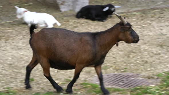 Tracking shot of young brown goat walking on grass field during daytime. Close up shot. alt