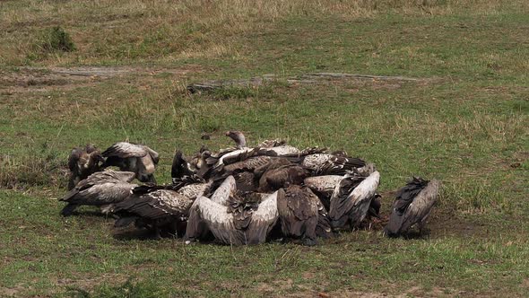African White Backed Vulture, gyps africanus, Ruppell's Vulture, gyps rueppelli, alt