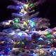 Panorama of Christmas Tree with Festive Lights at Night 4k - VideoHive Item for Sale
